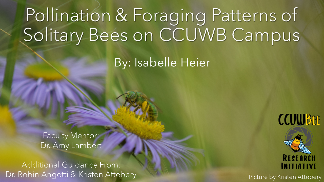 Pollination & Foraging Patterns of Solitary Bees on CCUWB Campus Poster